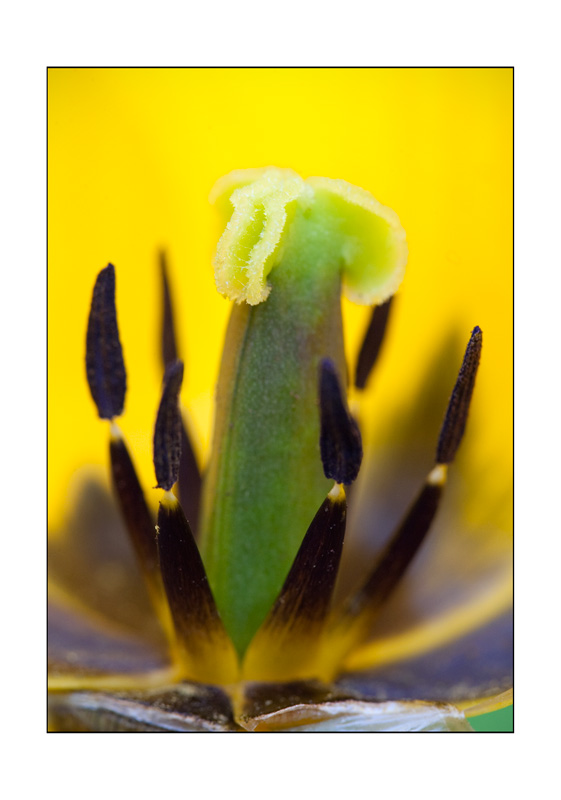 Tulipe-2.jpg