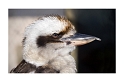 Kookabura