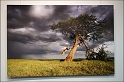 Arbre