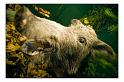 Sanglier